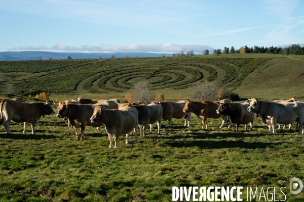 La Transhumance