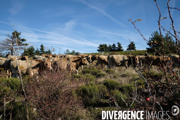 La Transhumance