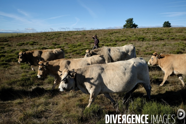 La Transhumance