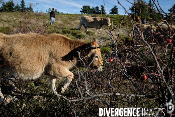 La Transhumance