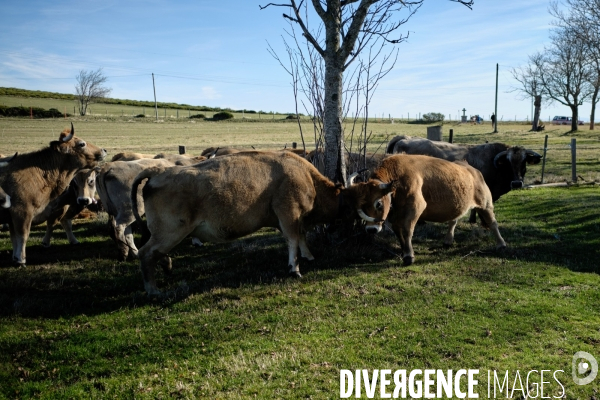 La Transhumance