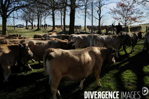 La Transhumance