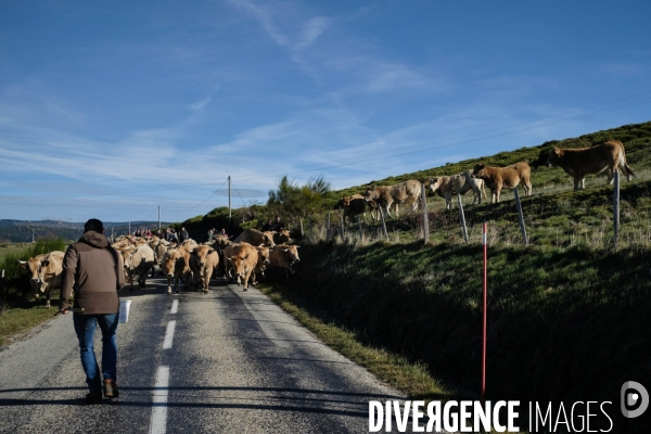 La Transhumance