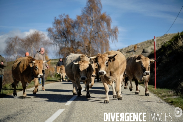 La Transhumance