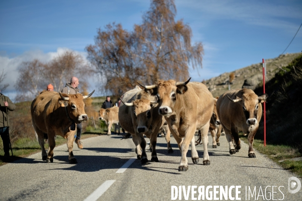 La Transhumance