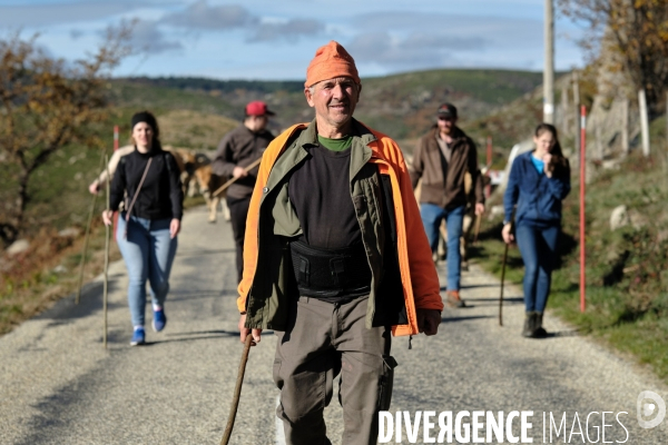 La Transhumance