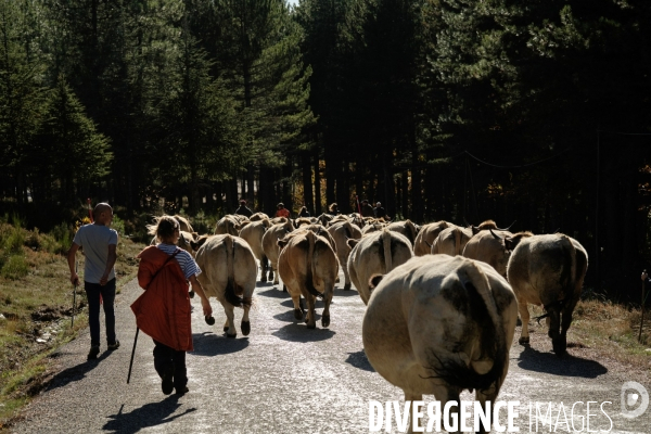La Transhumance