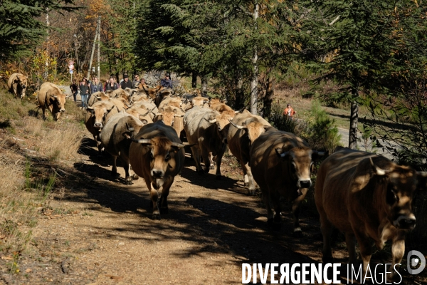 La Transhumance