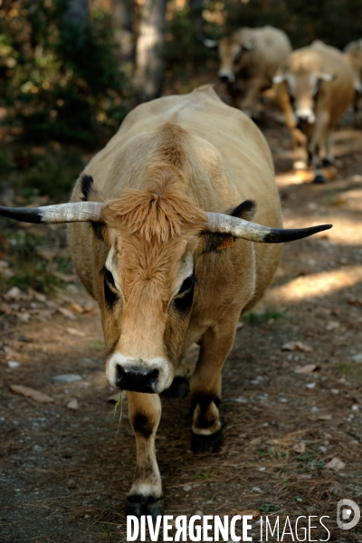 La Transhumance