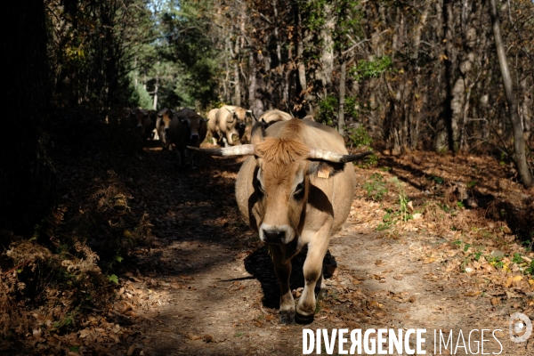La Transhumance