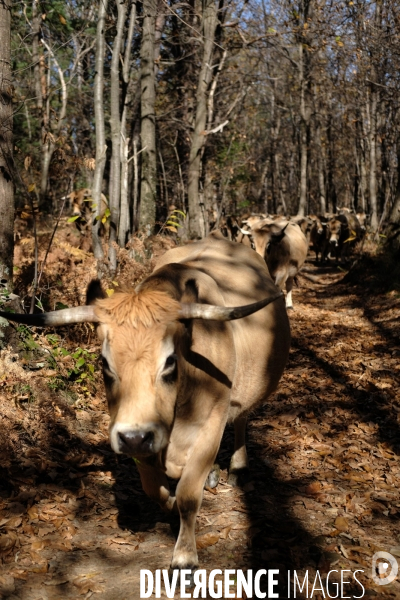La Transhumance