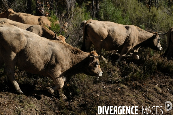 La Transhumance