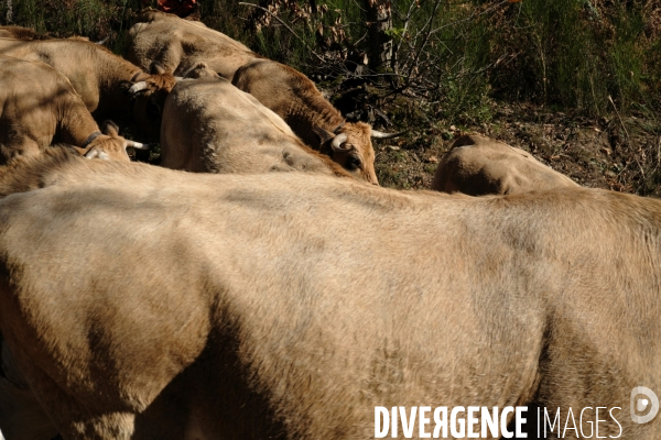 La Transhumance