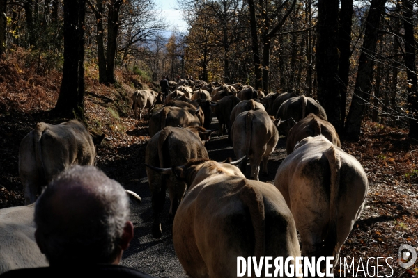 La Transhumance