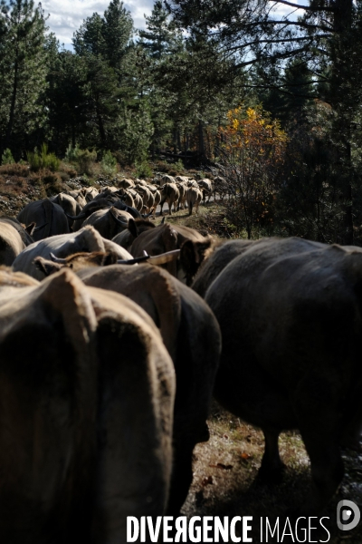 La Transhumance