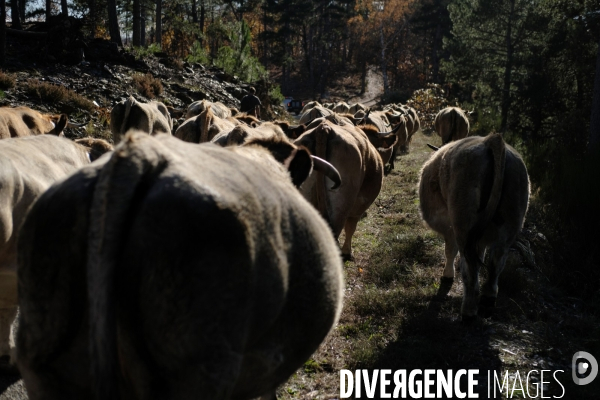 La Transhumance
