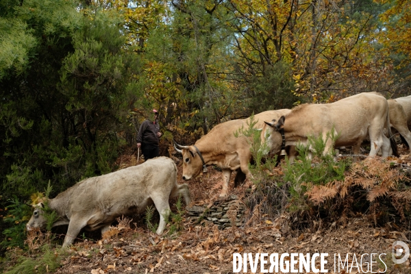 La Transhumance