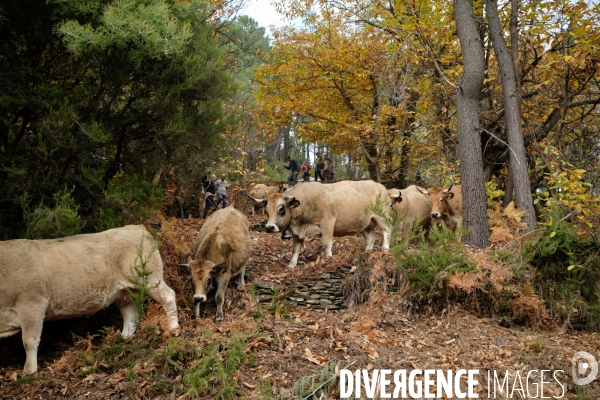 La Transhumance