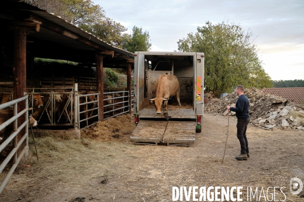 La Transhumance