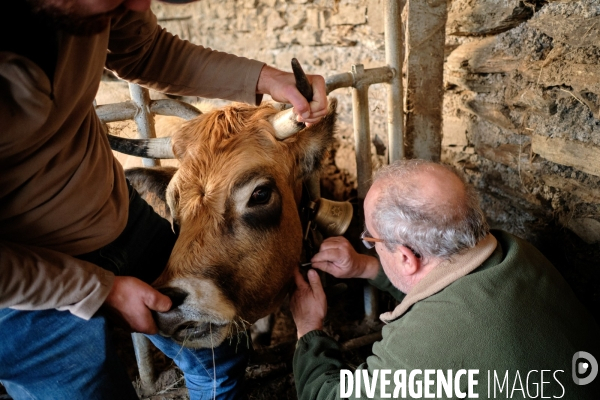 La Transhumance