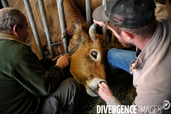 La Transhumance