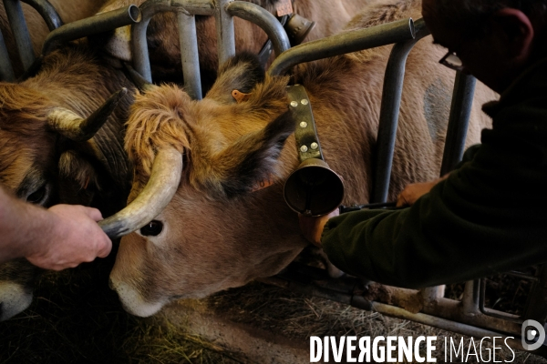 La Transhumance