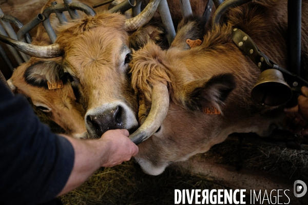 La Transhumance