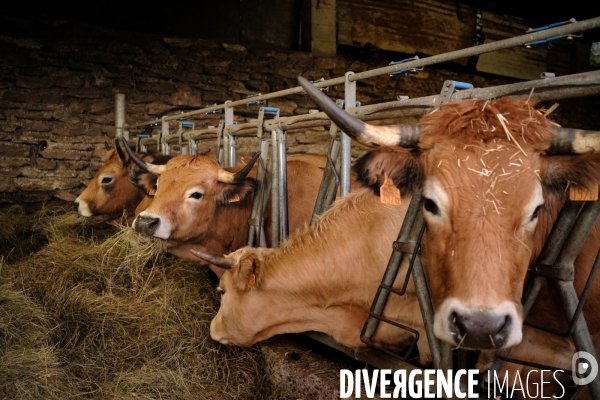 La Transhumance