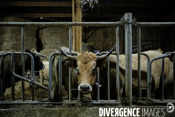 La Transhumance
