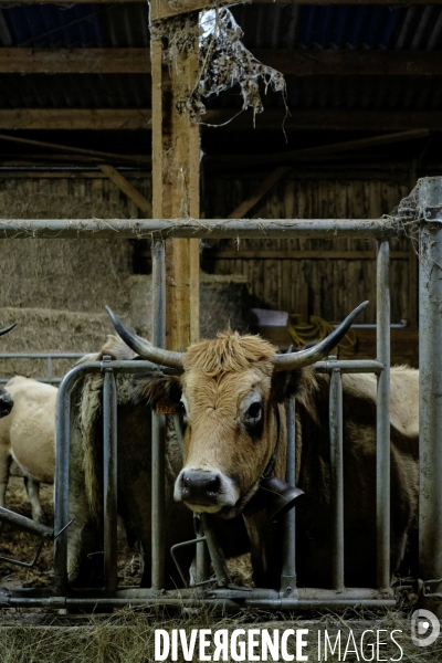 La Transhumance