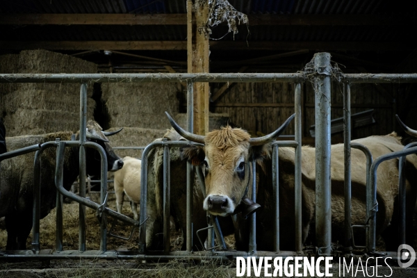 La Transhumance