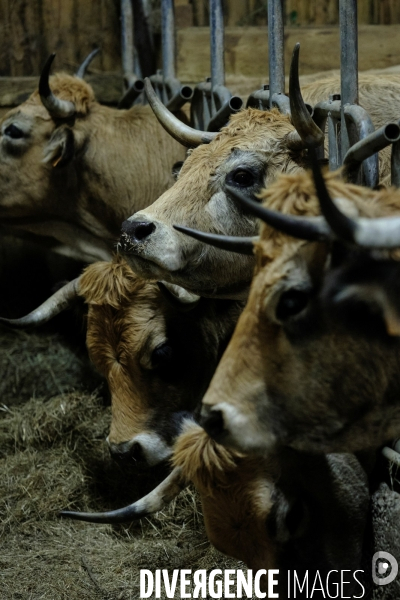 La Transhumance