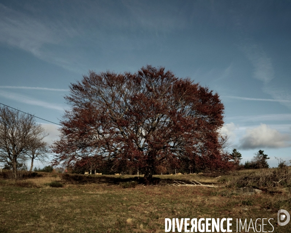 L arbre rouge