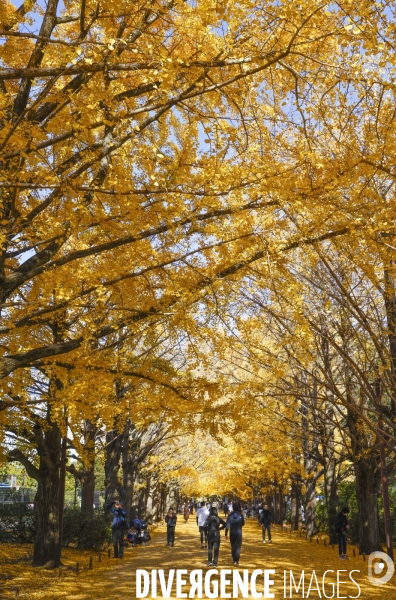 Le parc de showa kinen a tokyo en automne