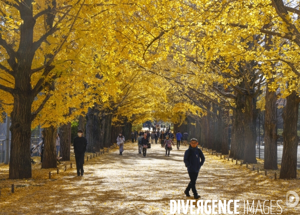 Le parc de showa kinen a tokyo en automne