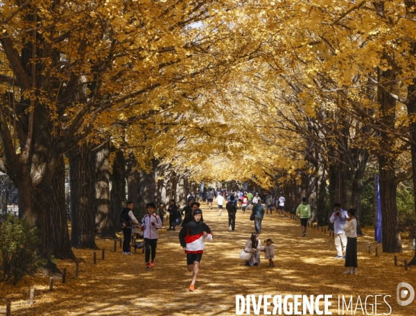 Le parc de showa kinen a tokyo en automne