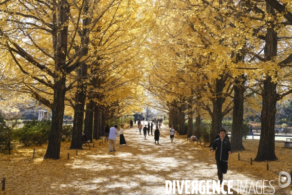 Le parc de showa kinen a tokyo en automne