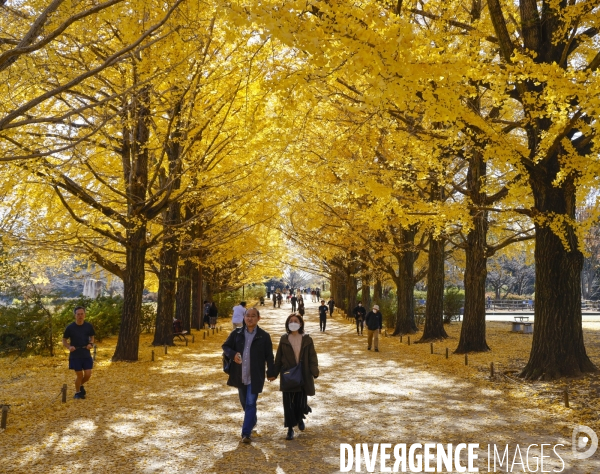 Le parc de showa kinen a tokyo en automne