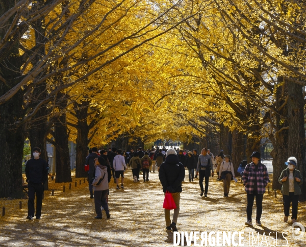 Le parc de showa kinen a tokyo en automne