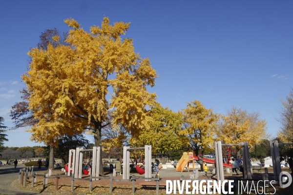 Le parc de showa kinen a tokyo en automne