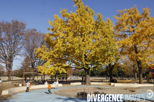 Le parc de showa kinen a tokyo en automne