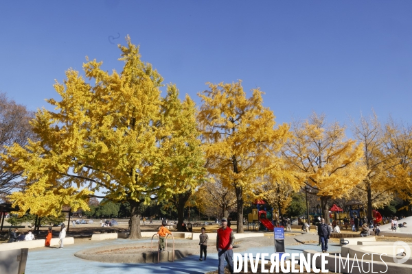 Le parc de showa kinen a tokyo en automne