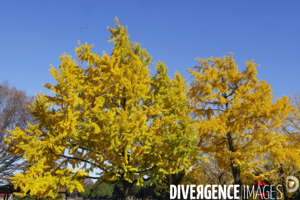Le parc de showa kinen a tokyo en automne