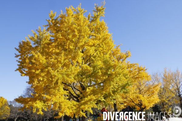 Le parc de showa kinen a tokyo en automne