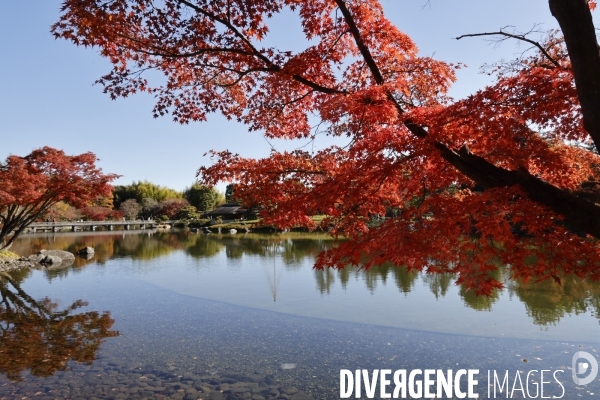 Le parc de showa kinen a tokyo en automne