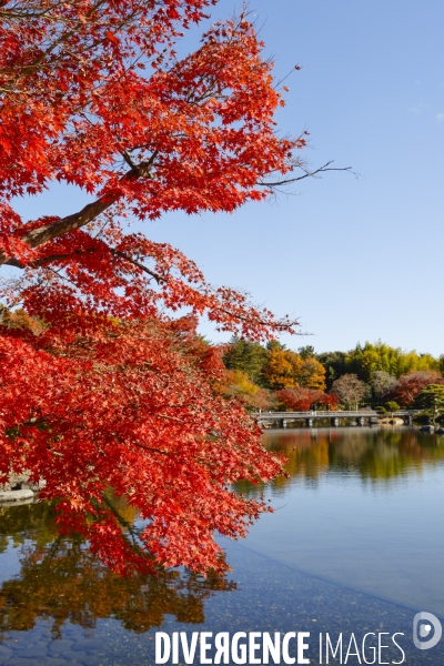Le parc de showa kinen a tokyo en automne