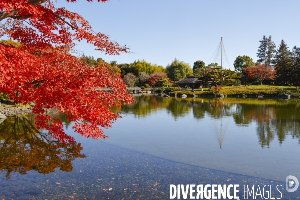 Le parc de showa kinen a tokyo en automne
