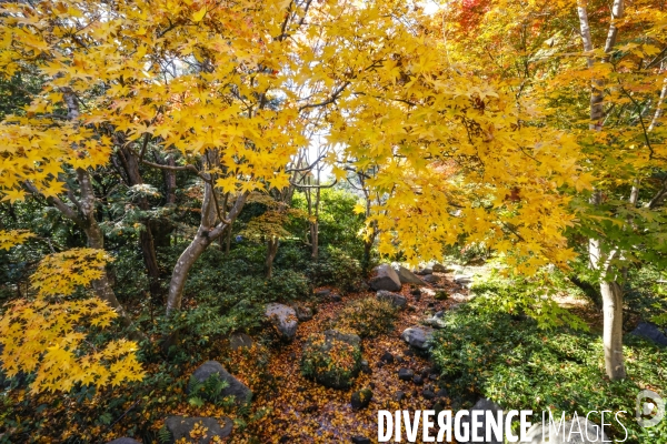 Le parc de showa kinen a tokyo en automne