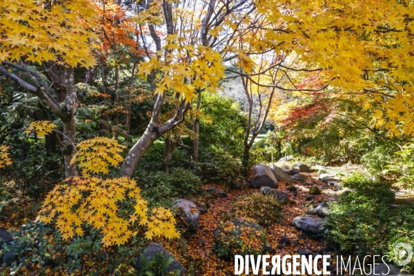 Le parc de showa kinen a tokyo en automne