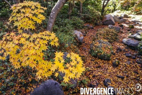 Le parc de showa kinen a tokyo en automne